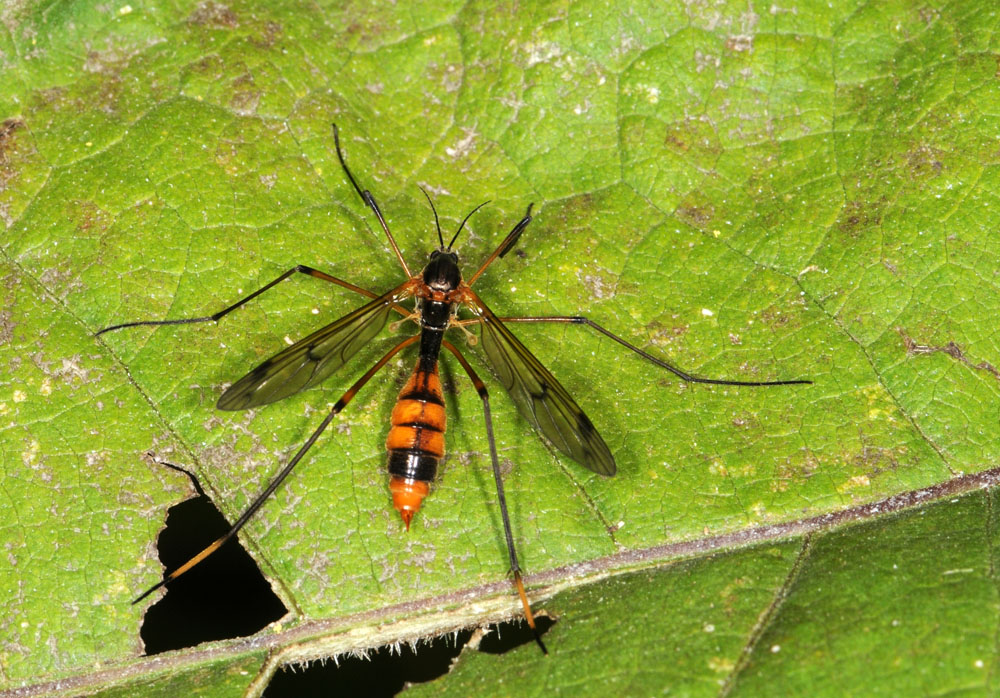 Tipulidae da classificare